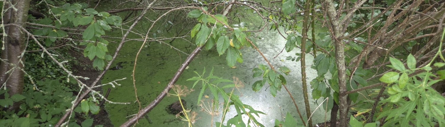 Biotopkikkerten_1920_2