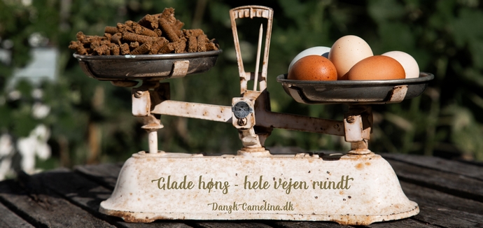 Glade høns - cirkulært projekt